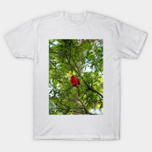 Perched Cardinal T-Shirt